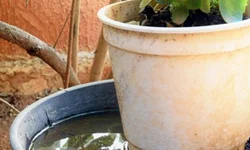 Uruguaiana aguarda novos profissionais pelo programa