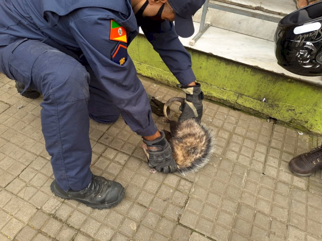 Bombeiros capturam gambá no centro de Uruguaiana
