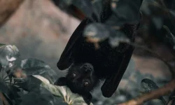 Cientistas testam vacinas contra a gripe aviária