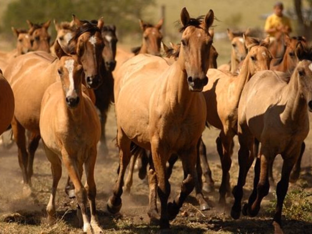 Pré-inscrições abertas para capacitação em diagnóstico do mormo
