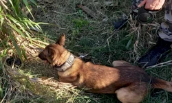 Queda de portão mata mulher no bairro Nova Esperança