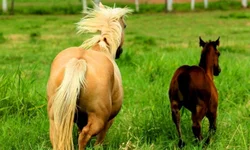 Sebrae RS lança página para esclarecer dúvidas sobre linhas de crédito