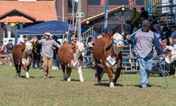 Cidade paranaense abriu ciclo de Outono das Exposições Passaporte