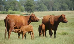 Mariana Tellechea é eleita presidente da Associação Brasileira de Angus