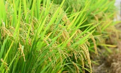 Ministra dá posse aos novos secretários do Mapa