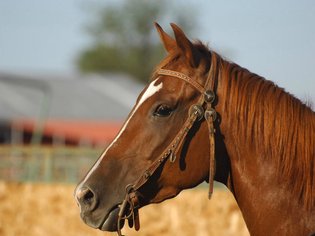 PL prevê doação de cavalos apreendidos para instituições de equoterapia