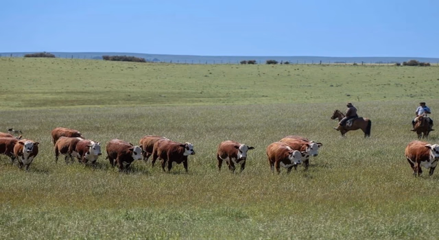 Seleção genética se consolida no controle do carrapato no verão 