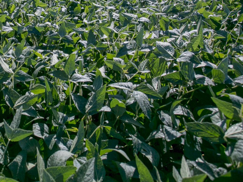 Produtores questionam revisão de contratos de entrega futura de soja