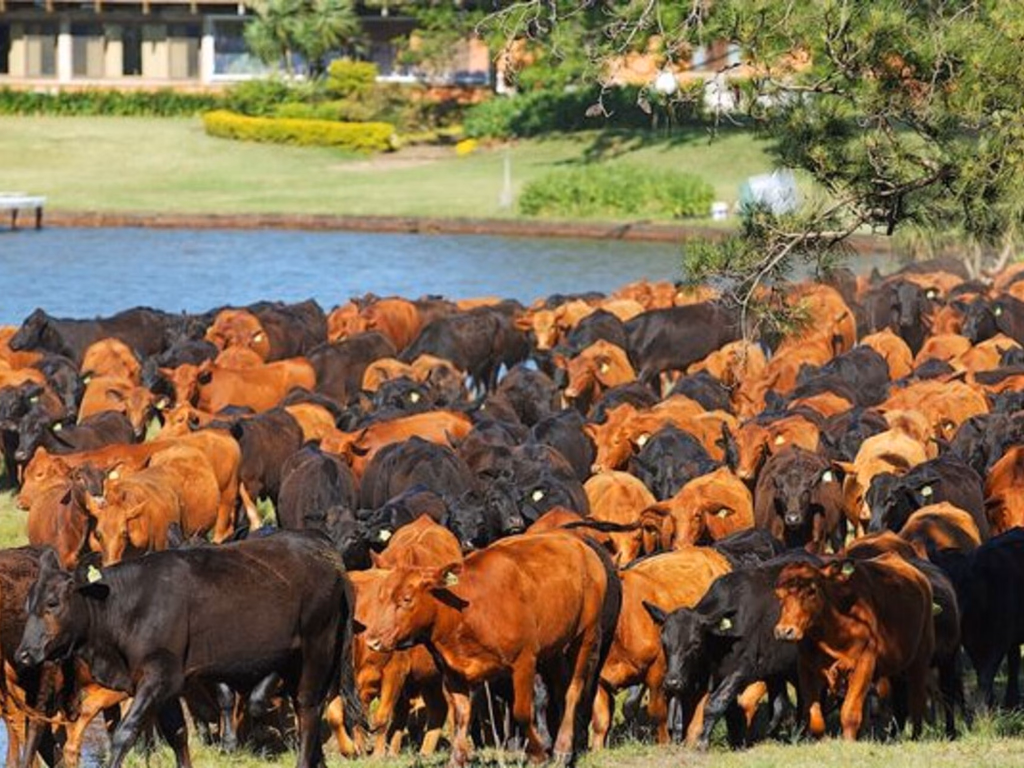 Gaúchos apostam na raça Brangus e comemoram resultados