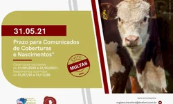 Ultrablack tem alta de 34,78% em registros