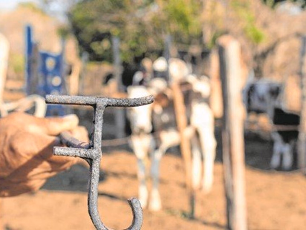 Proposta proíbe e torna crime a marcação a ferro em animais