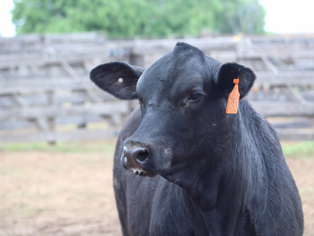 Rincon del Sarandy leva título de melhor fêmea Brangus da Expoutono