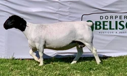 Celemaster jogo em casa em busca da liderança na Liga Gaúcha