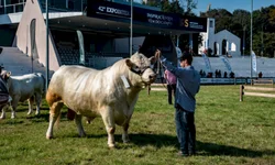 Inter goleia Flamengo e encerra invencibilidade de Renato