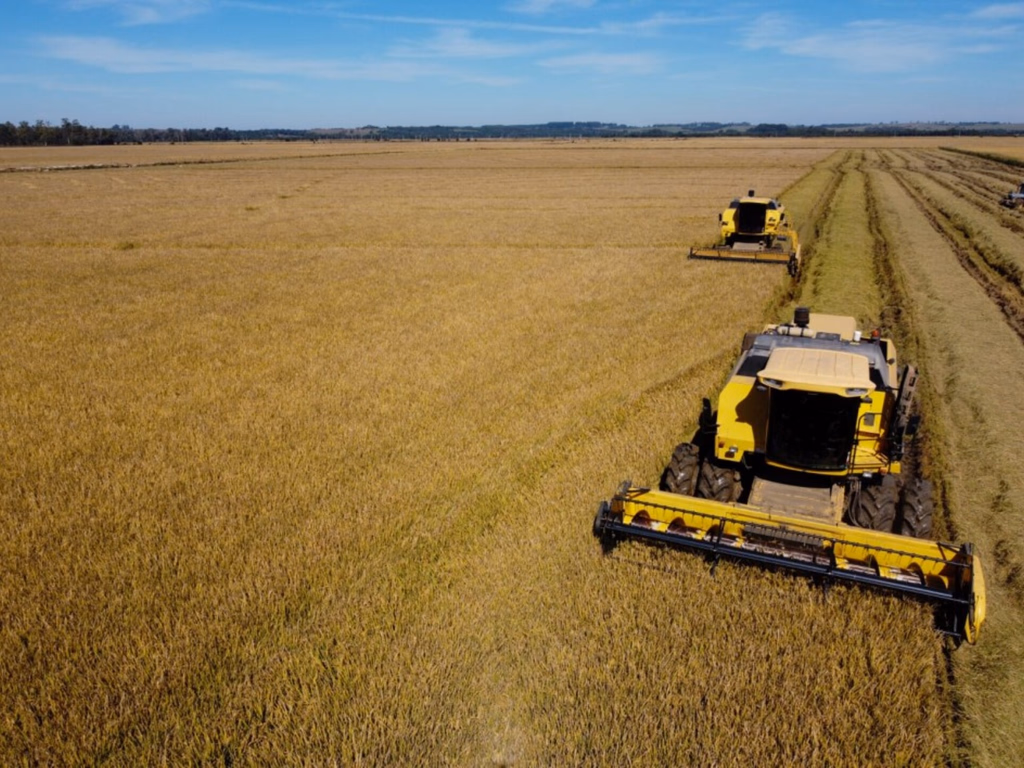Colheita do arroz no RS atinge 91,51% da área total cultivada