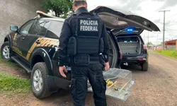 Operação da PF combate tráfico de pássaros na Fronteira Oeste