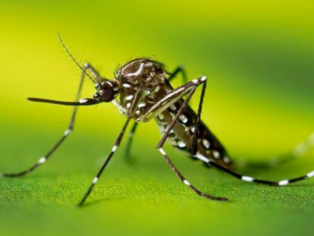 Confirmado o 53º óbito por dengue este ano no RS
