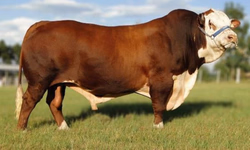 Genética campeã da Expointer será ofertada no 18º Remate Só Angus