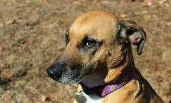 Receita Federal doa dois veículos à Unipampa