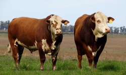 Gestão na Pecuária é tema de evento do CTPEC