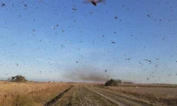 Argentina diz que gafanhotos estão a 130 km da Barra do Quaraí