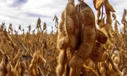 Fetag-RS lança aplicativo para mapear perdas