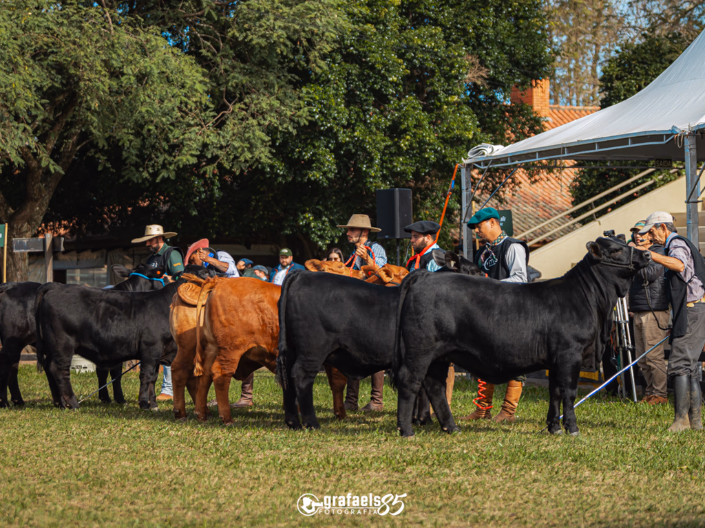 Uruguaiana sediará ExpoBrangus 2025