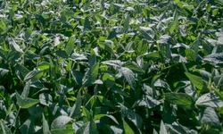 Safra de arroz bate recorde em produtividade