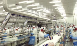 Criado manual de recomendações para frigoríficos