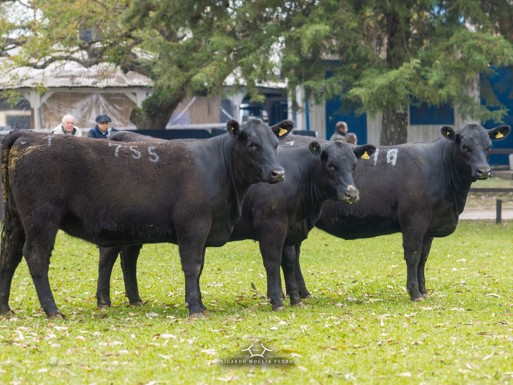 Cabanha Recalada leva grandes títulos da Expofeira de Bagé