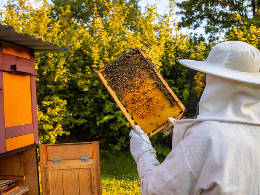 Colégio Agrícola promove 1º Fórum de Apicultura
