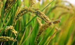 Começa a 32ª Abertura Oficial da Colheita do Arroz