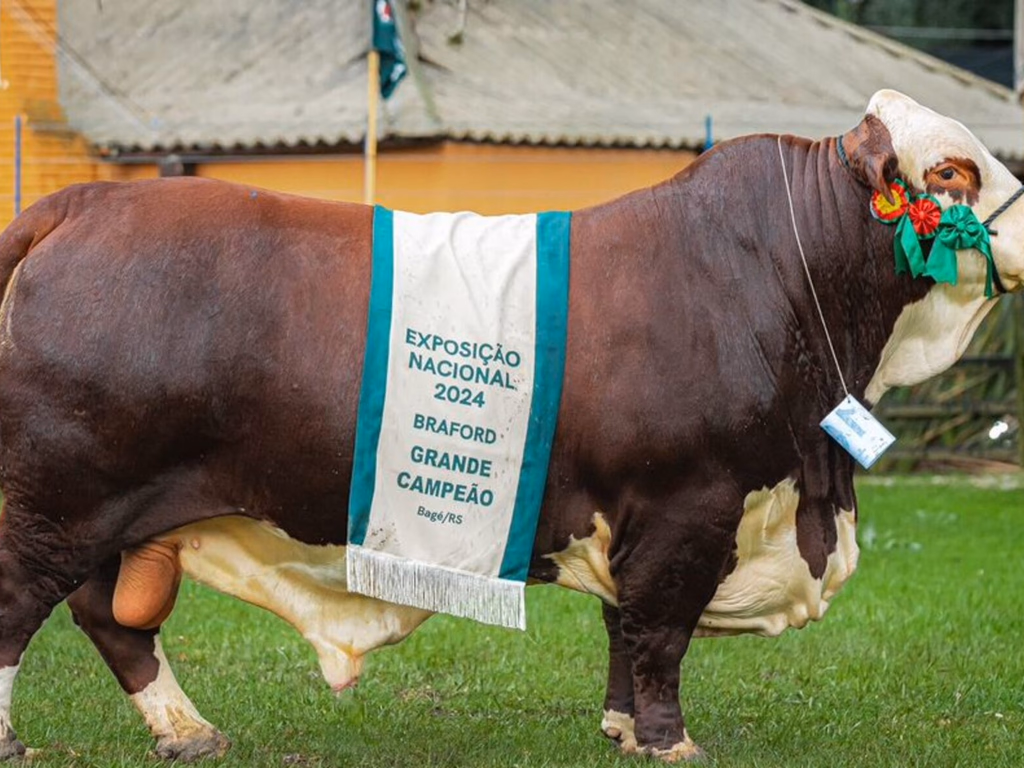 Exposição nacional aponta campeões da raça Braford