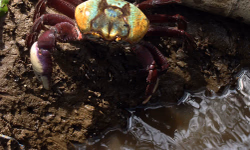 Calendário de defeso do caranguejo-uçá começa dia 18 próximo