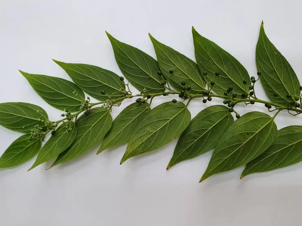 Pesquisa da UFRJ identifica canabidiol em planta nativa brasileira