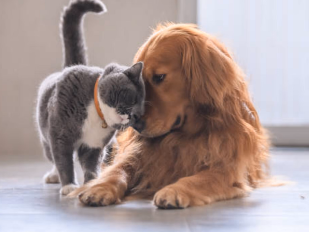 Vacinação contra a gripe é fundamental para saúde dos pets