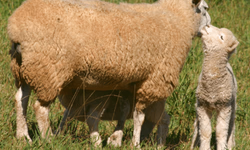 Vencedores da Prova de Eficiência Alimentar serão conhecidos no próximo dia 27