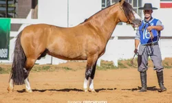 Emma Watson parou de atuar “porque eu não tinha voz”