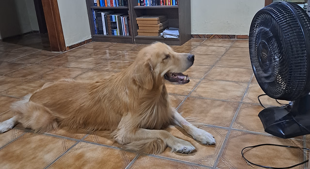 Pets também precisam de atenção por conta do calor