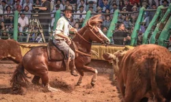 Veterinários questionam prorrogação de instrução sobre Influenza Equina