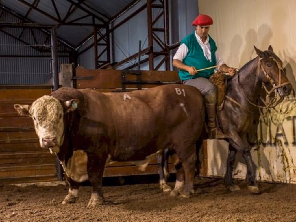 Cenário econômico motiva investimentos na Primavera da Pecuária