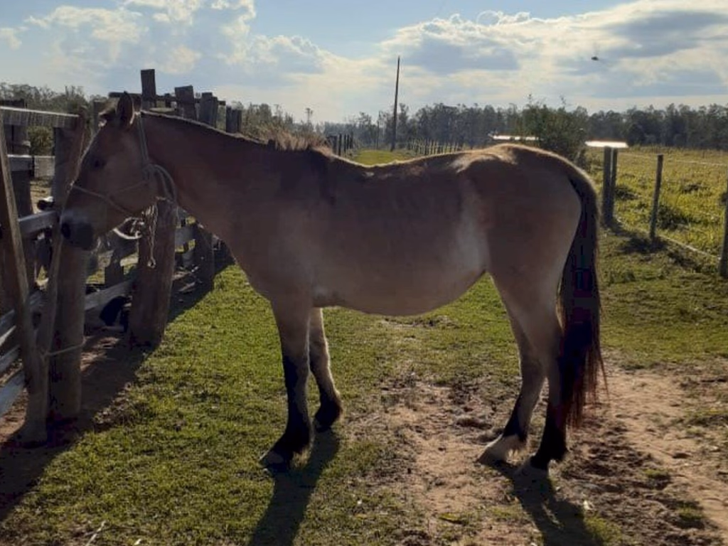 A égua que sofria maus-tratos e hoje vive no campo