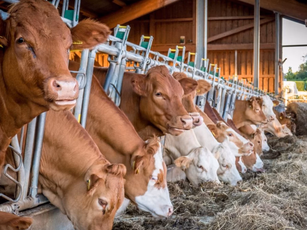 Prazo para Declaração Anual de Rebanhos termina dia 30