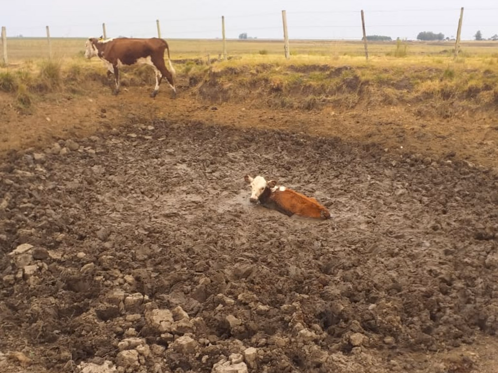 Gado é resgatado de situação de maus-tratos no interior