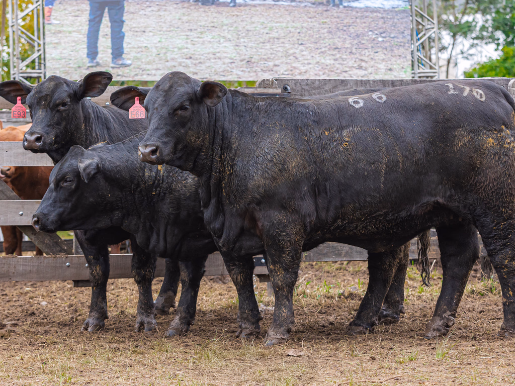 Expoutono premia destaques na raça Brangus