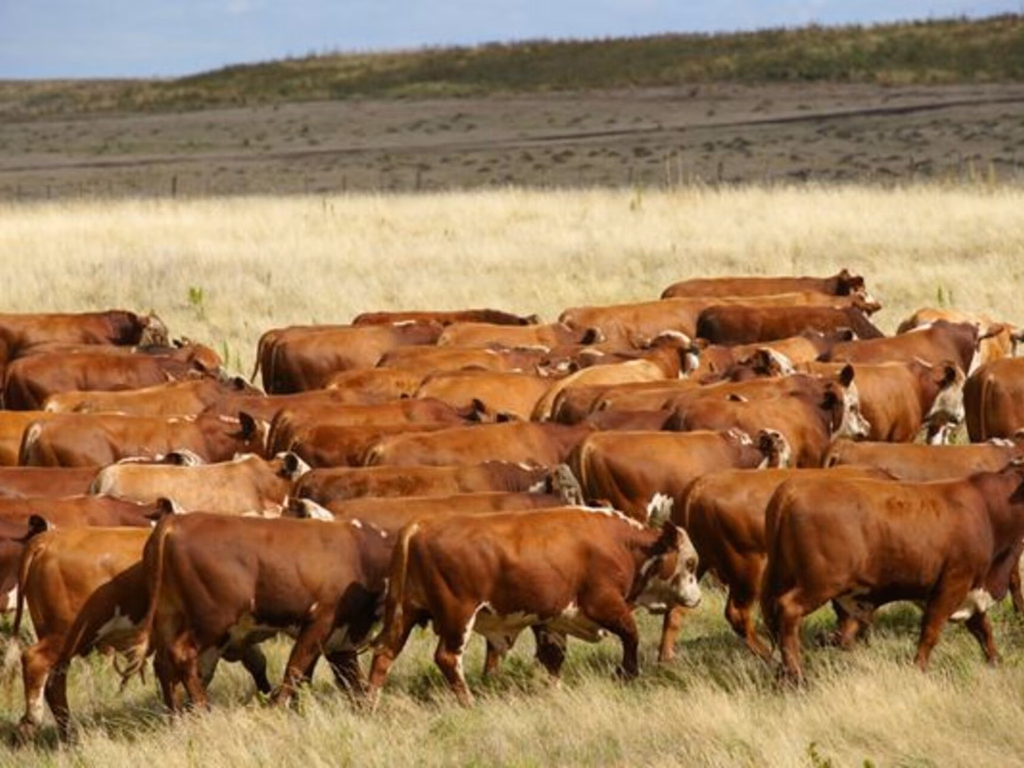 Chegada do frio requer cuidados no manejo dos bovinos de corte
