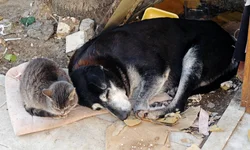 Abril Laranja reforça combate aos maus-tratos contra animais