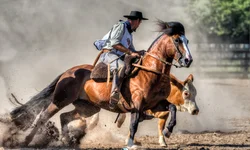 Simvet/RS promove nova edição do treinamento para o PNCEBT