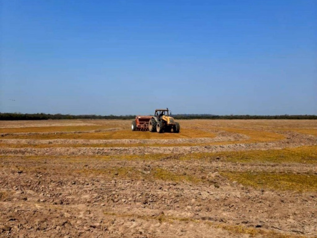Uruguaiana deve plantar maior área de arroz do RS