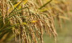 Associações iniciam inscrições para Expointer 2025